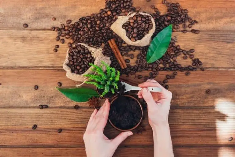Wie du Kaffeesatz als Dünger nutzen kannst