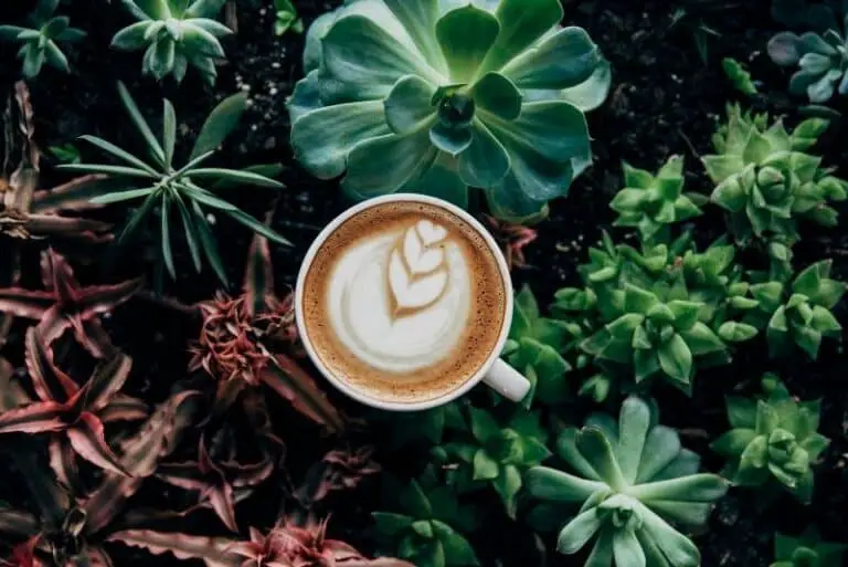 Trader Vic’s Coffee Grog: Dein exotischer Kaffee-Kick mit kubanischem Rum und Sahne