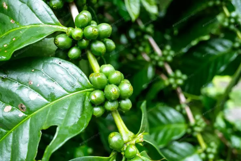 So züchten Sie Ihre eigene Kaffeepflanze